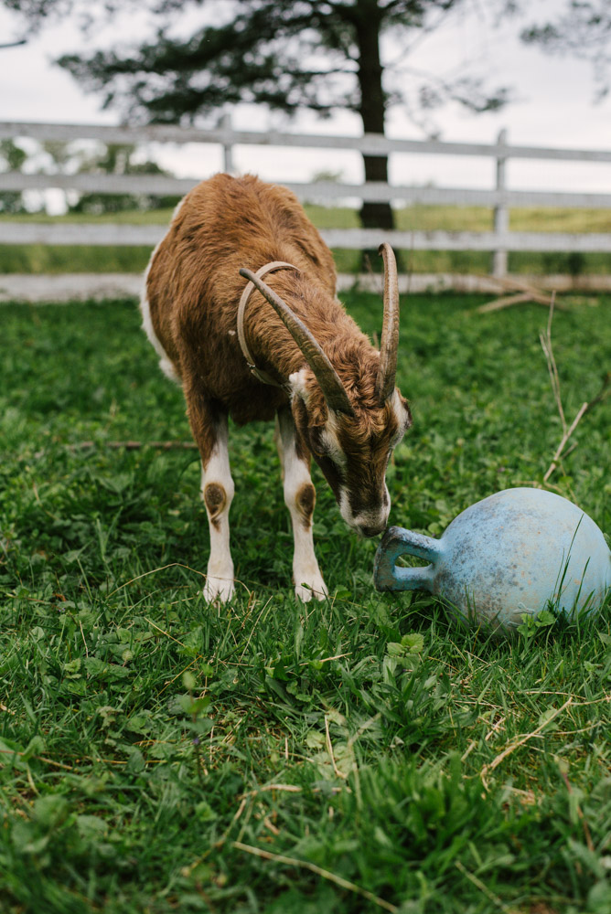 Here With Us Farm Sanctuary by Chris Corrao