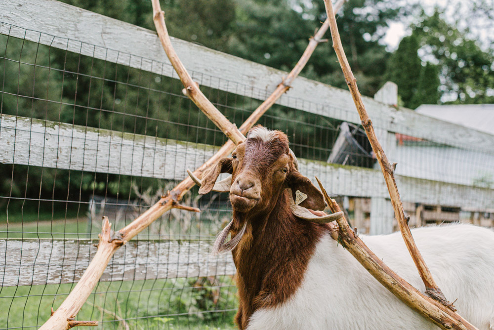 Here With Us Farm Sanctuary by Chris Corrao