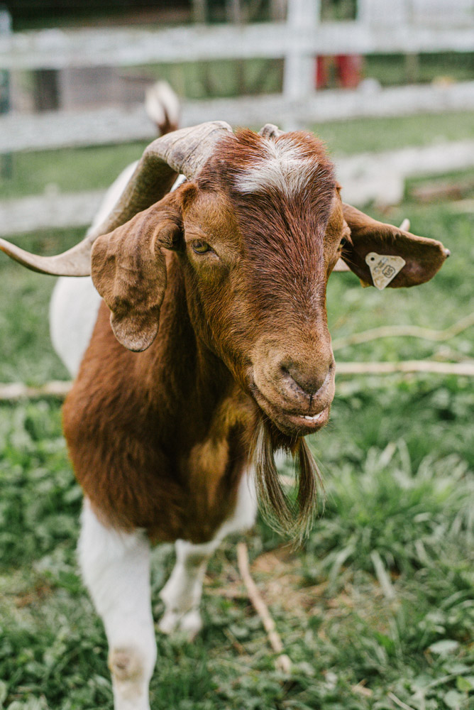 Here With Us Farm Sanctuary by Chris Corrao