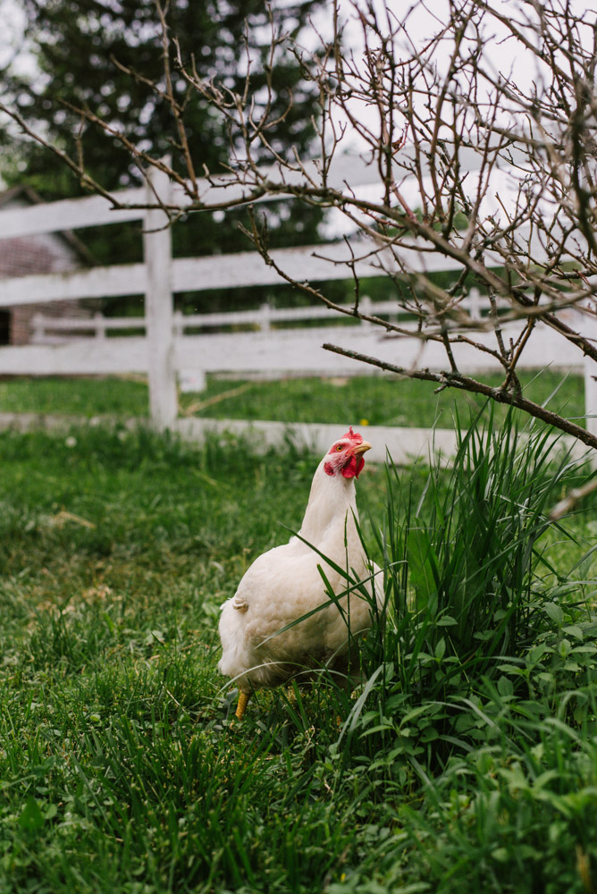 Here With Us Farm Sanctuary by Chris Corrao