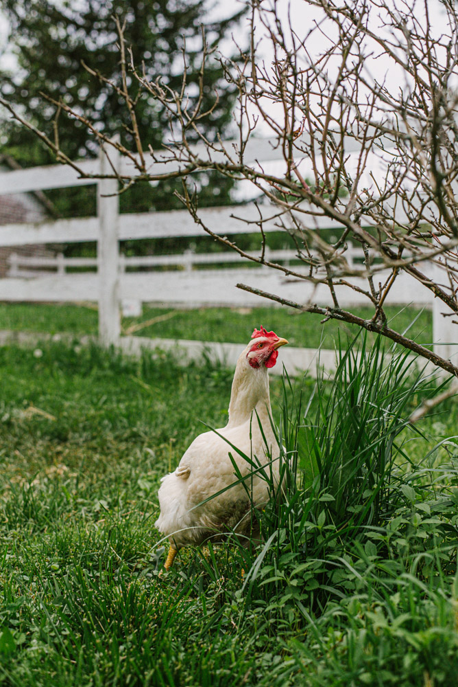 Here With Us Farm Sanctuary by Chris Corrao