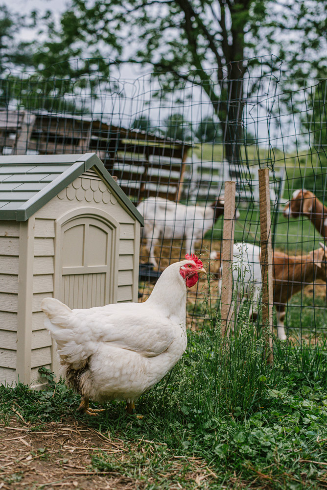 Here With Us Farm Sanctuary by Chris Corrao