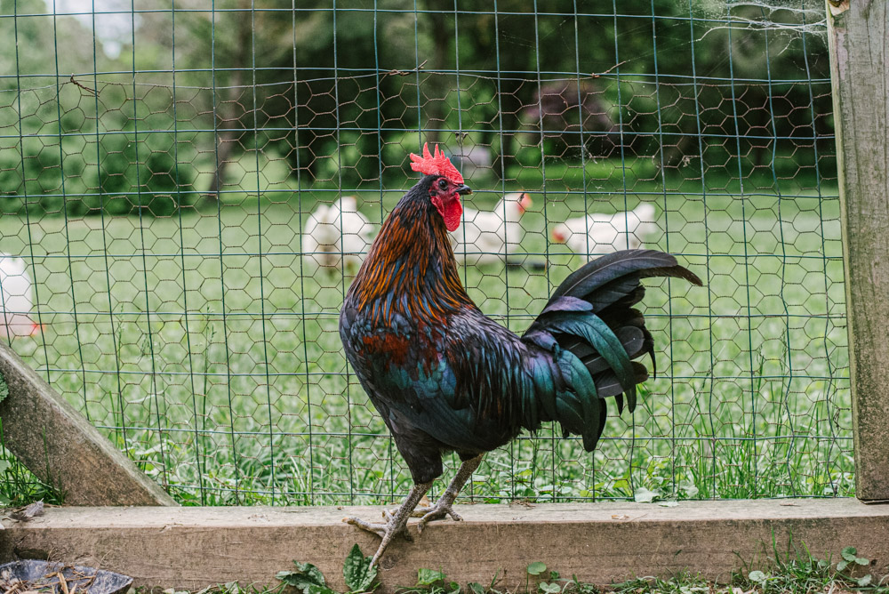 Here With Us Farm Sanctuary by Chris Corrao