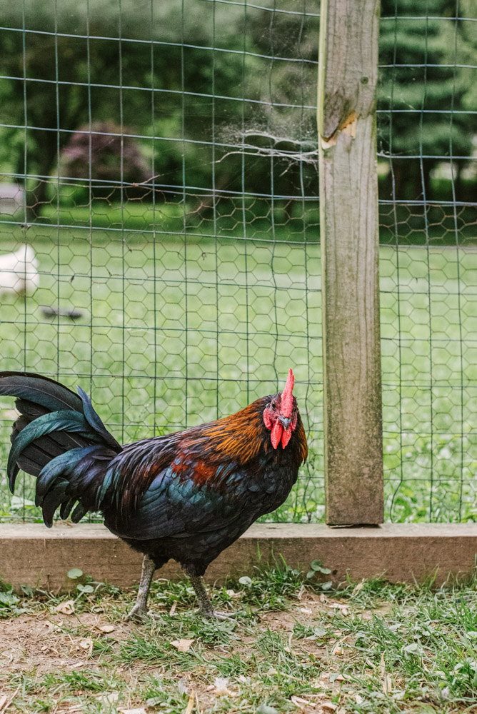 Here With Us Farm Sanctuary by Chris Corrao