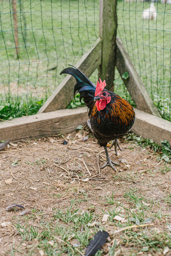 Here With Us Farm Sanctuary by Chris Corrao