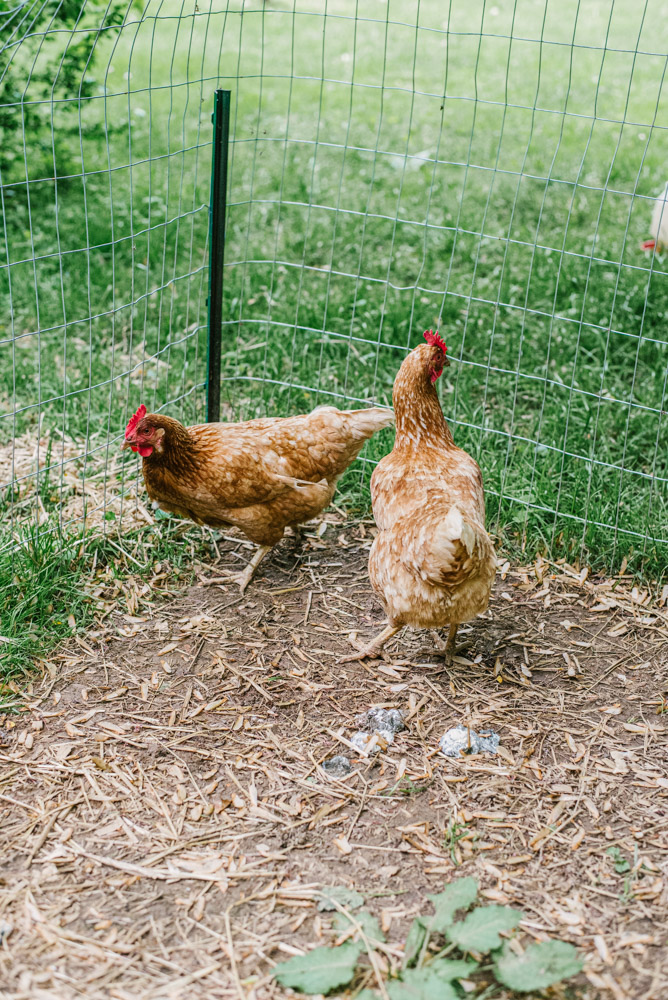 Here With Us Farm Sanctuary by Chris Corrao