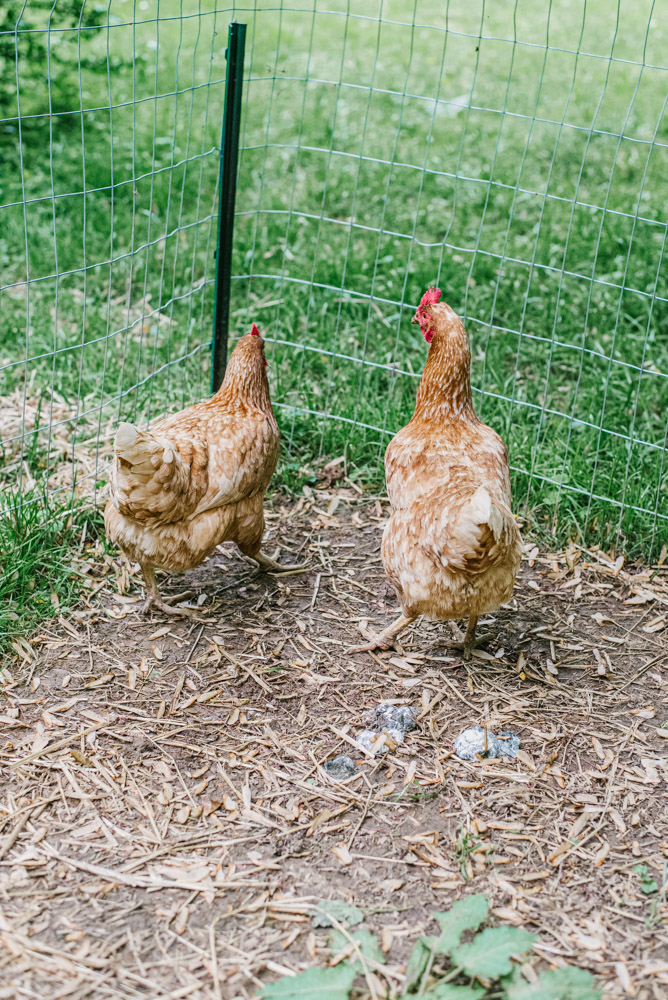 Here With Us Farm Sanctuary by Chris Corrao